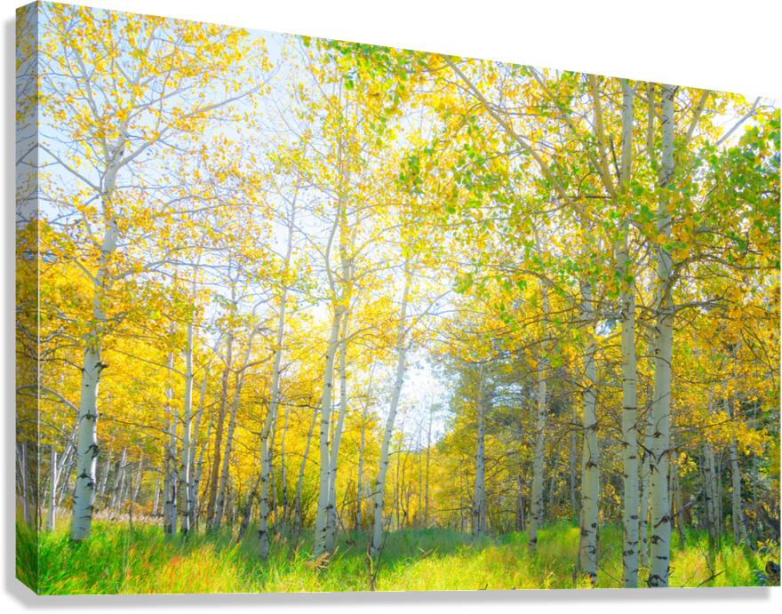 Golden Glimmer A Dance of Aspens in the Sun Canvas Print
