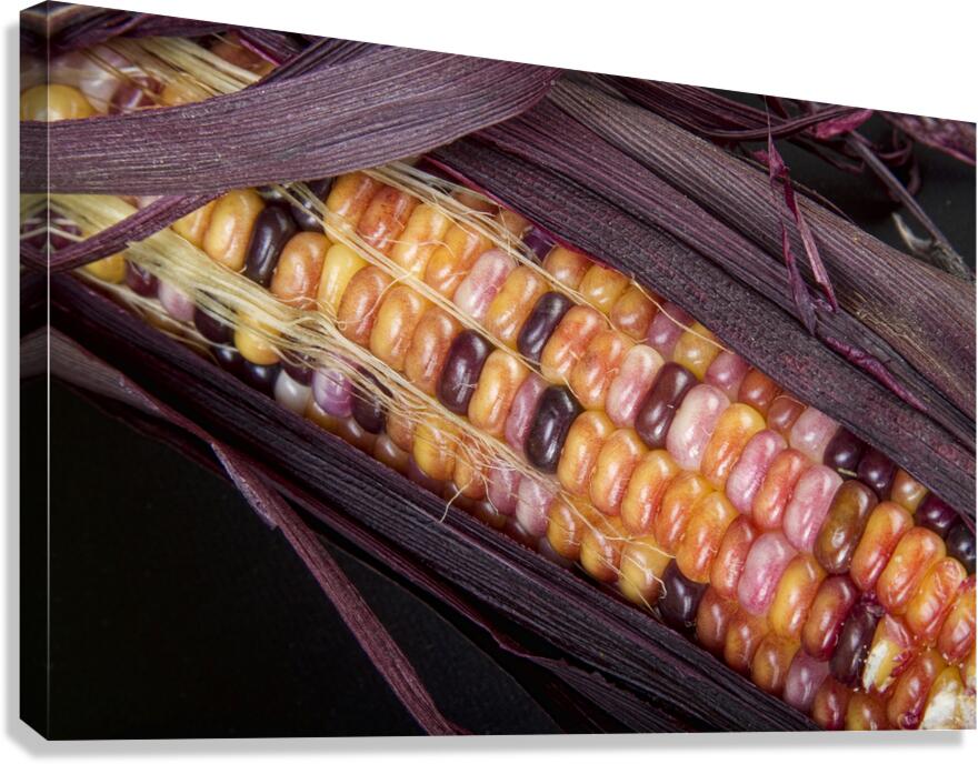 Colorful Indian Corn Canvas Print
