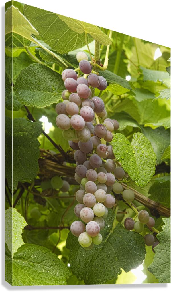 Red Grapes on The Vine Canvas Print