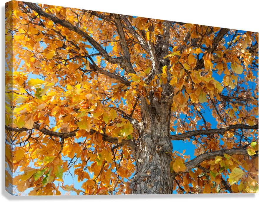 Golden Autumn Glow Under a Blue Sky Canvas Print
