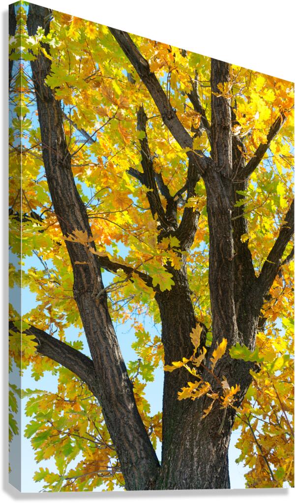 Some Un be leaf able Fall Vibes Canvas Print