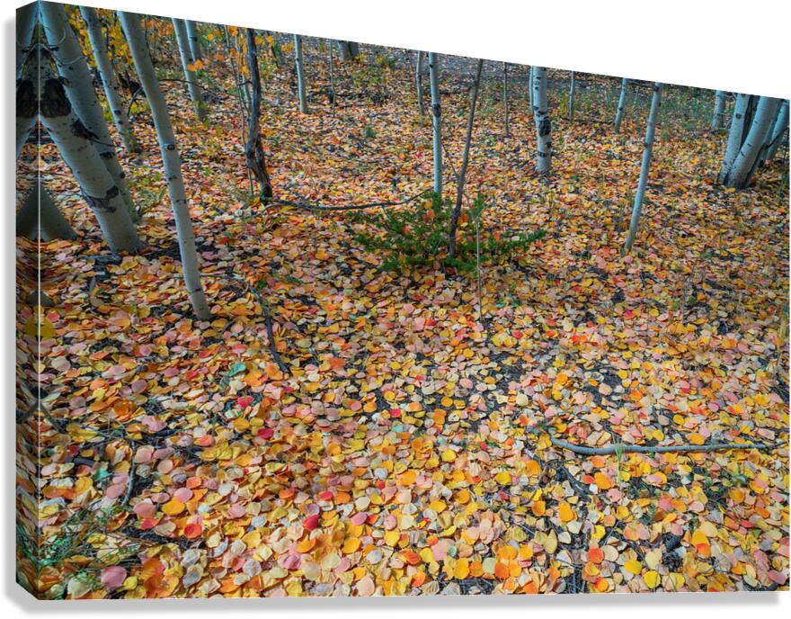 Art By Mother Nature Canvas Print