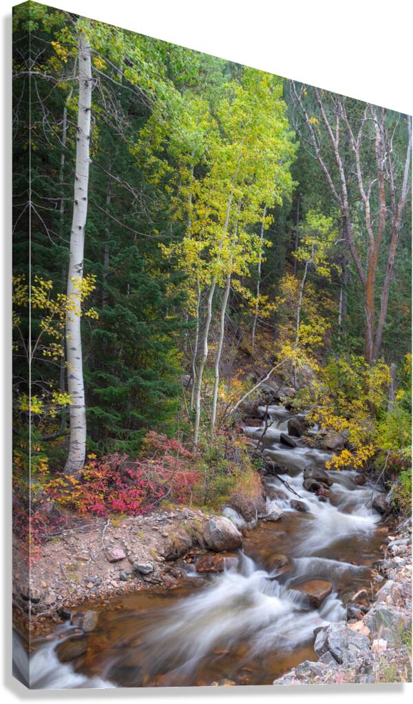 Tranquility on the Stream  Canvas Print