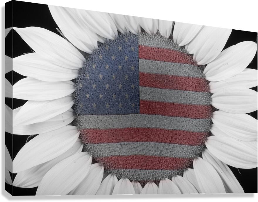 American Sunflower Power Canvas Print