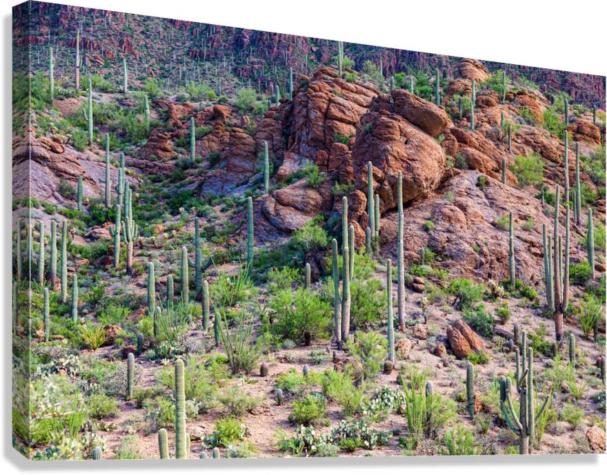 Arizona Desert Forest Canvas Print