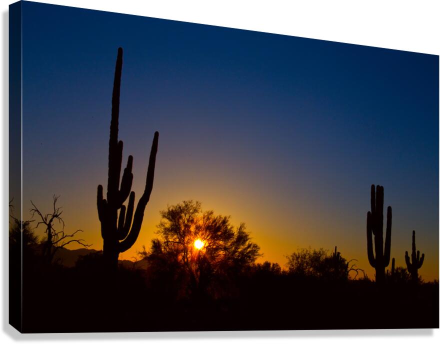 Just Another Sonoran Desert Sunrise Canvas Print
