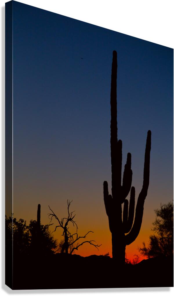 Sonoran Desert Sunrise Canvas Print