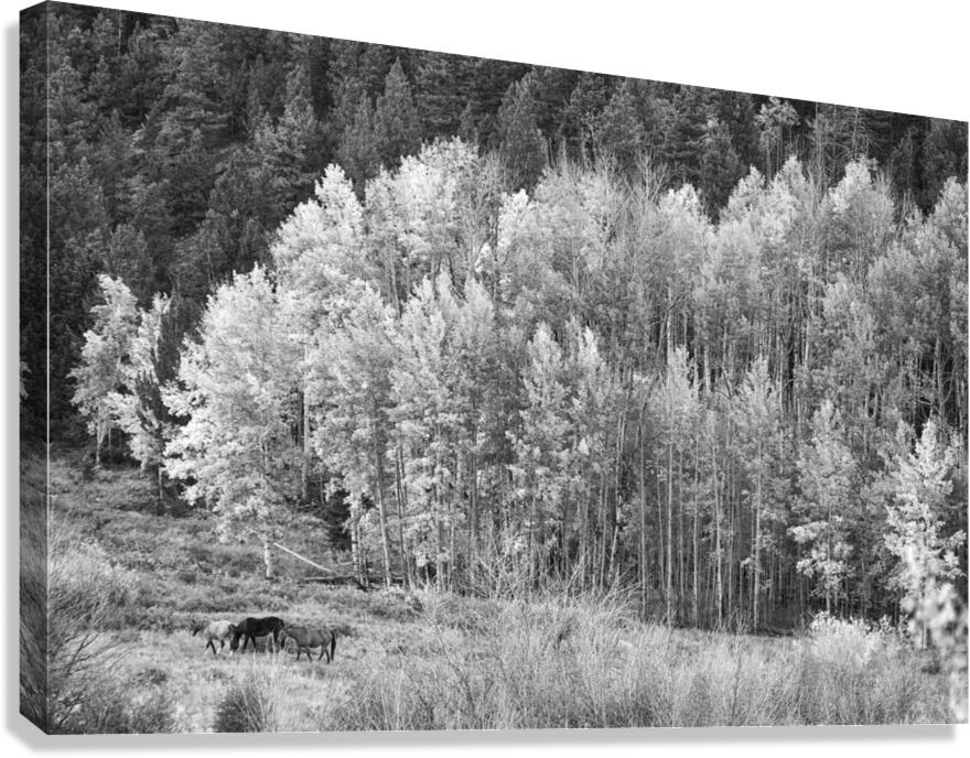 Autumn Grazing Horses Bonanza Canvas Print