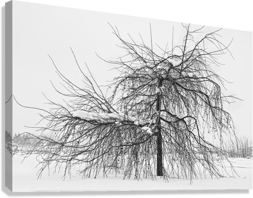 Wild Springtime Winter Tree Black and White Canvas Print