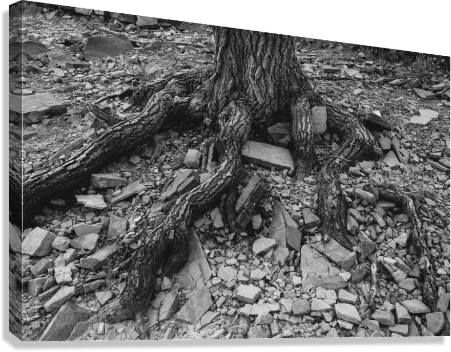 Tree Trunk Roots Exposed Canvas Print