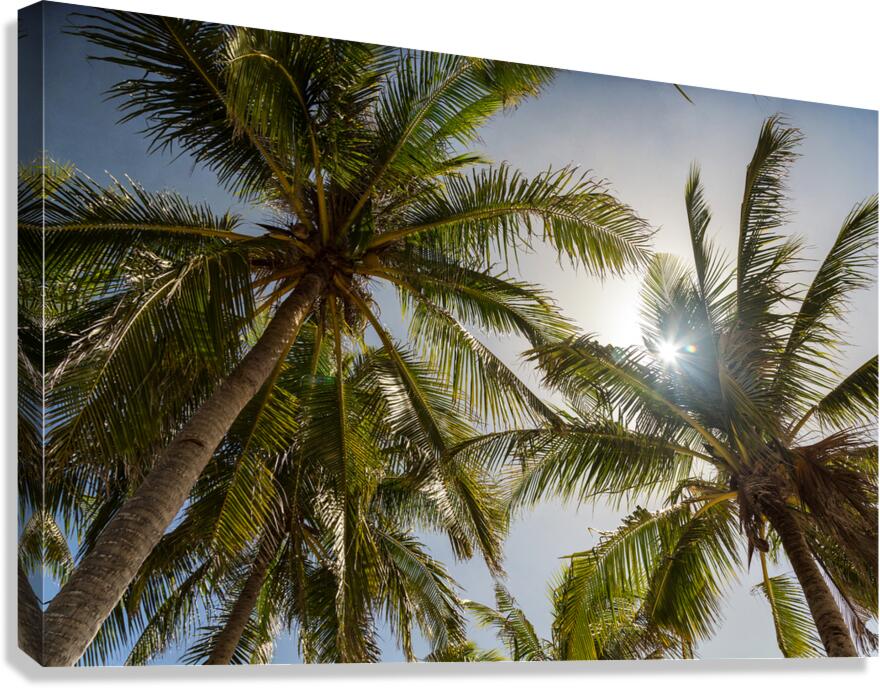 Tropical Sun Canvas Print