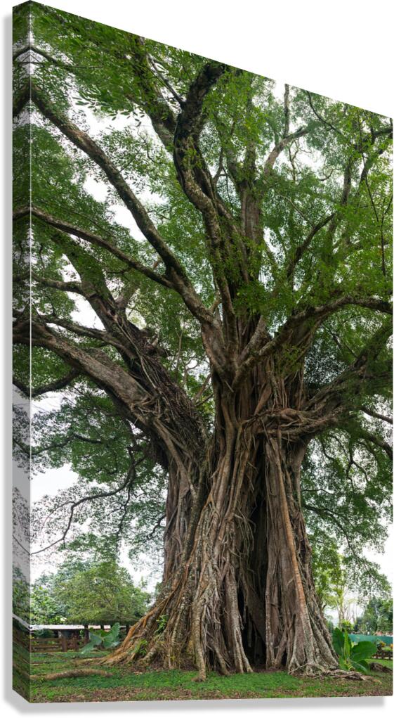 The Majestic Century Tree   1300 Year Old Balete of Negros Island Canvas Print