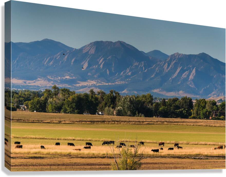 Boulder Flatirons and Cows Canvas Print