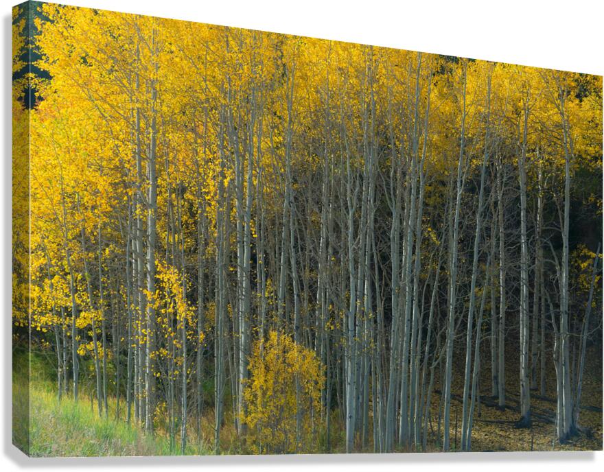 That  Morning Autumn Light Canvas Print