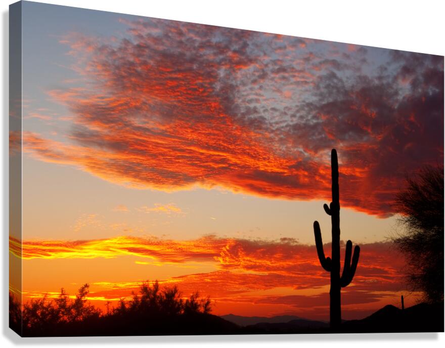  Fiery Arizona Sunset Behind a Silent Saguaro Canvas Print