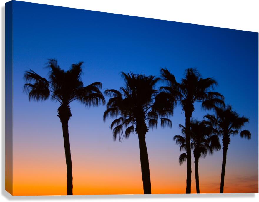 Palm Shadows Dancing in the Colors of Dusk Canvas Print