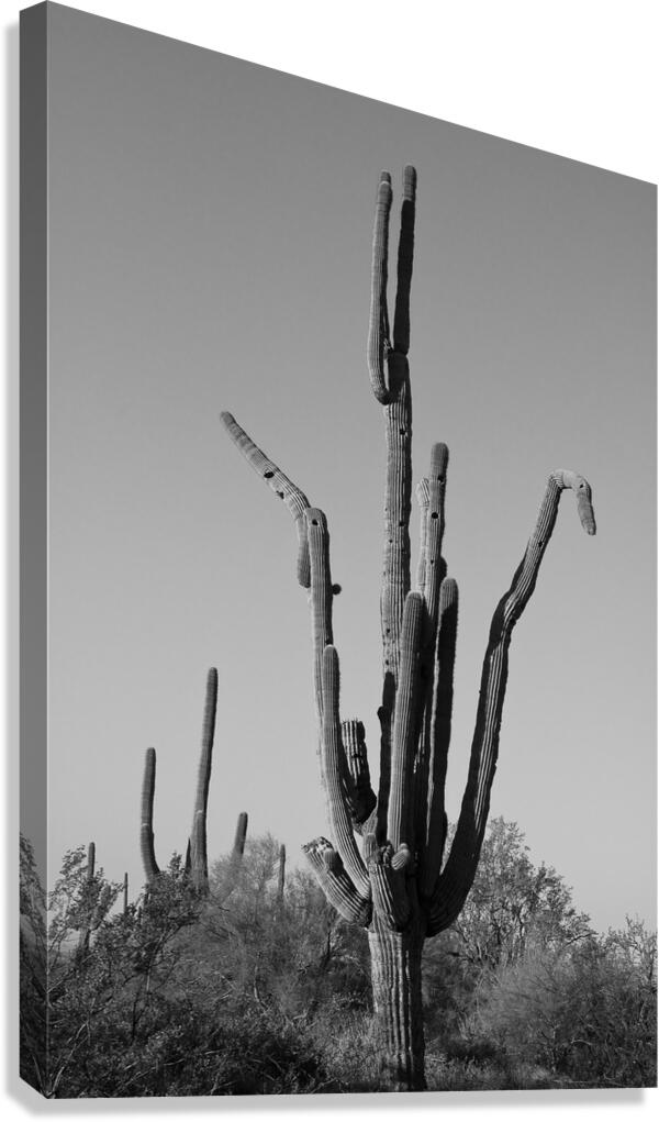 Weird Giant Saguaro Cactus in Black and White Canvas Print