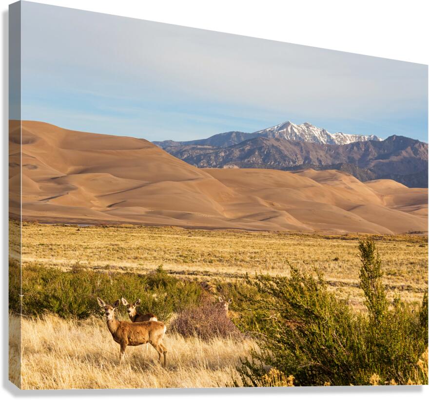 Deer And The Great Colorado Sand Dunes Canvas Print