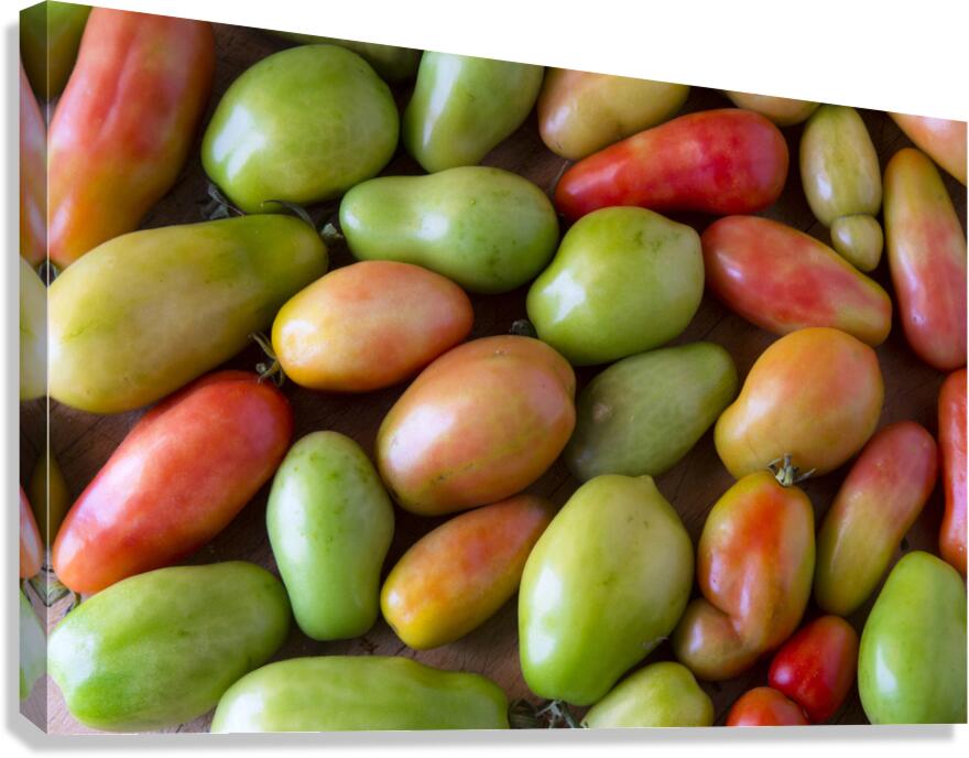 Harvests Bounty A Colorful Medley of Roma Tomatoes Canvas Print