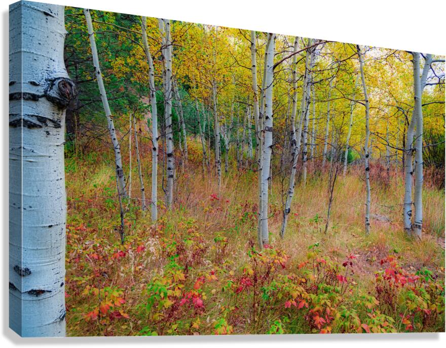Golden Light on an Autumn Aspen Forest Canvas Print