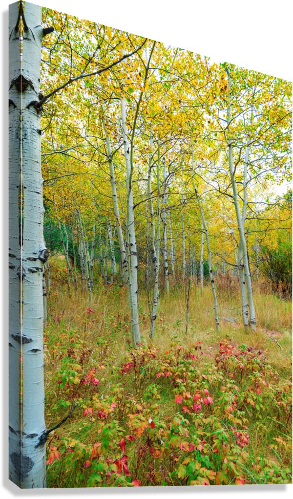 Radiant Autumn Forest Landscape in Gold and Red Canvas Print