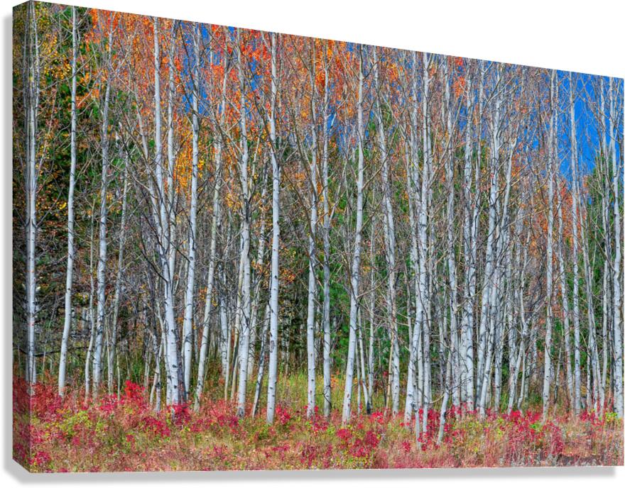 Aspen Grove Symphony Autumns Embrace Canvas Print