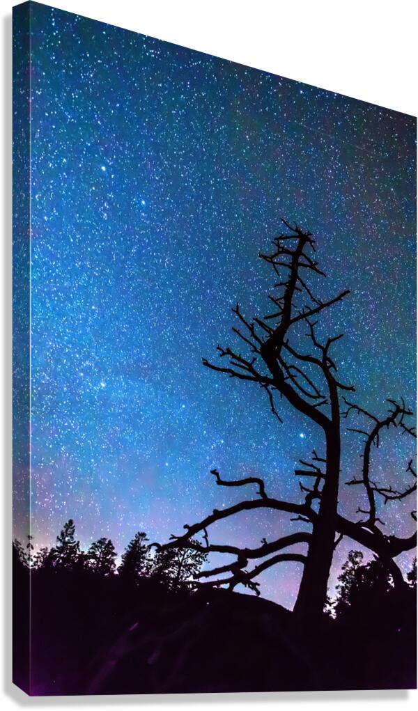 Starry Night Sky with Silhouette Tree Canvas Print