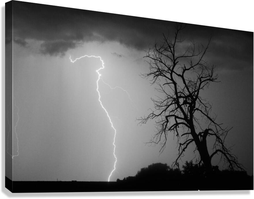 Lightning Strikes the Twisted Sentinel Tree Canvas Print