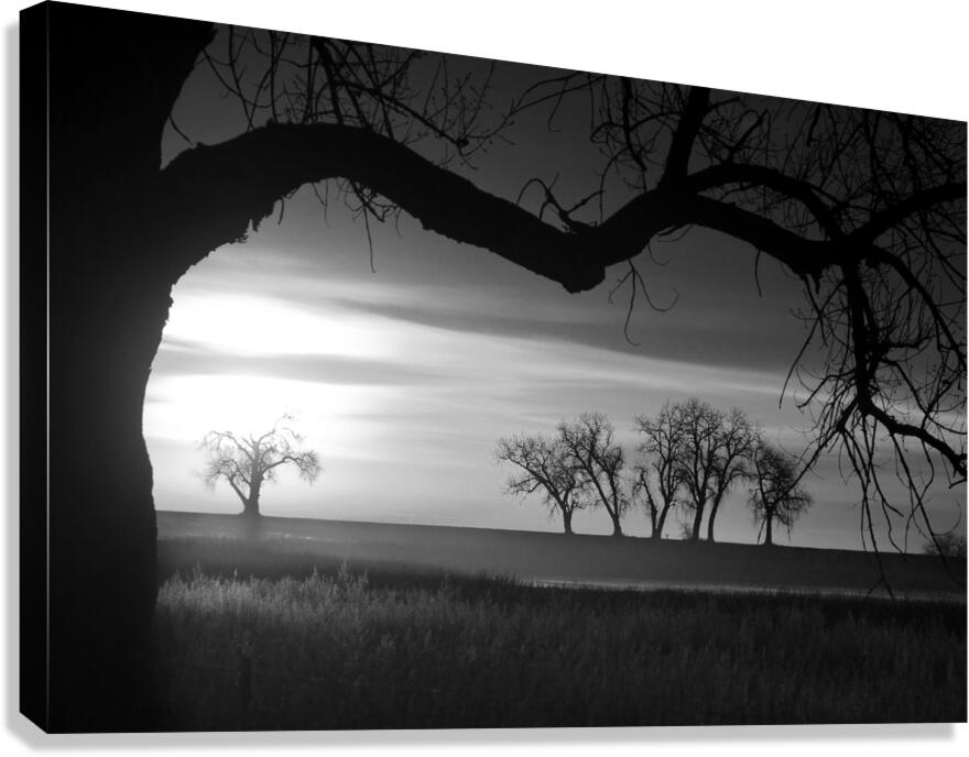 Whispers of Trees and Meadows at Sunrise in Black and White Canvas Print