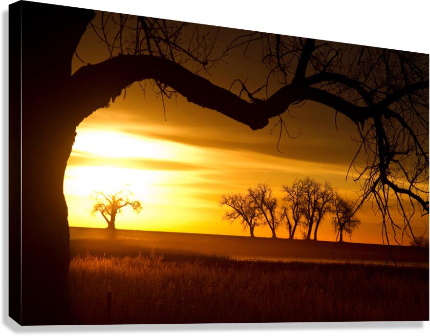 Golden Sunrise with Silhouetted Trees in Meadow Canvas Print