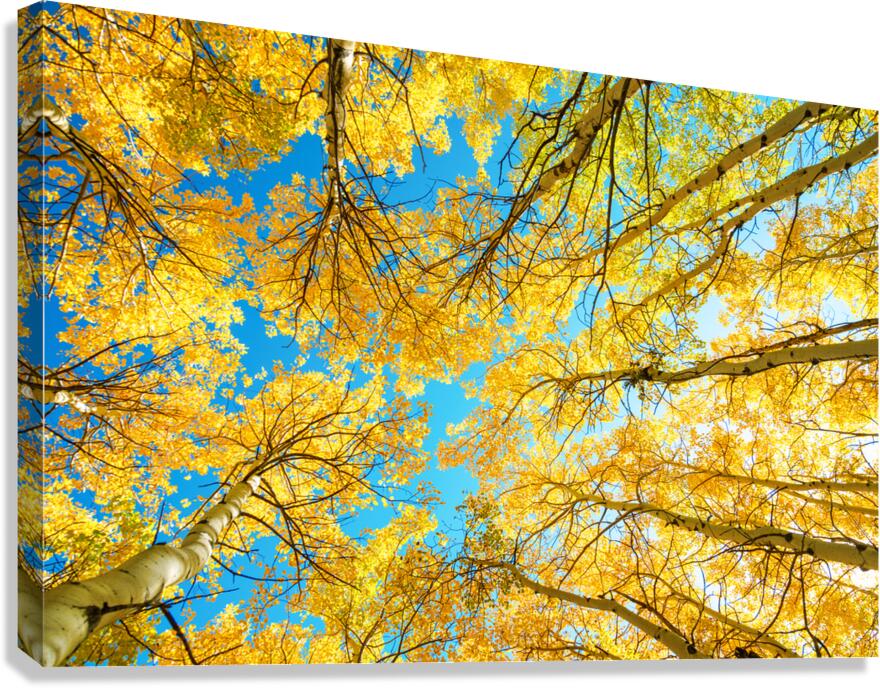 Colorado Aspen Kaleidoscope Canvas Print