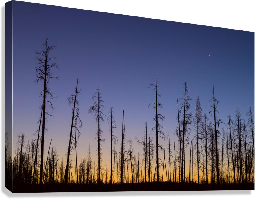 Yellowstone National Park wildfire aftermath Canvas Print