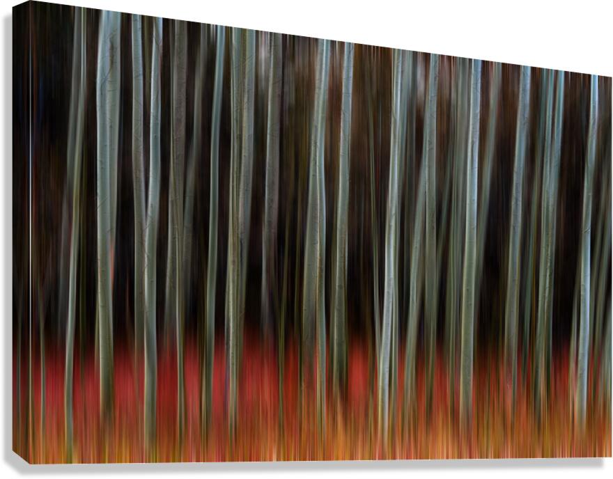 Whispers of Shadowed Light Fine Art Forest Motion Photography Canvas Print