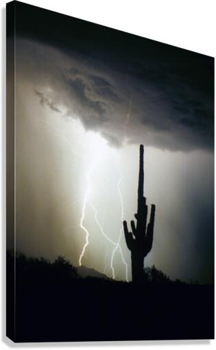 Lightning Swirl Saguaro Cactus Highlands  Canvas Print