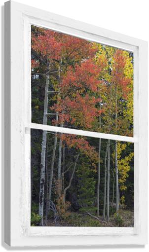 Aspen Forest Red Rustic Window View  Impression sur toile