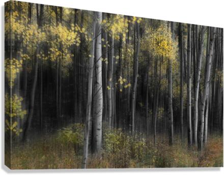 Aspen Tree Grove Into Darkness  Canvas Print