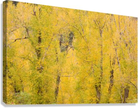 cottonwood autumn colors  Impression sur toile