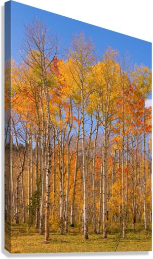 colorful colorado autumn   Impression sur toile