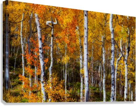 Forest Color Burst  Impression sur toile