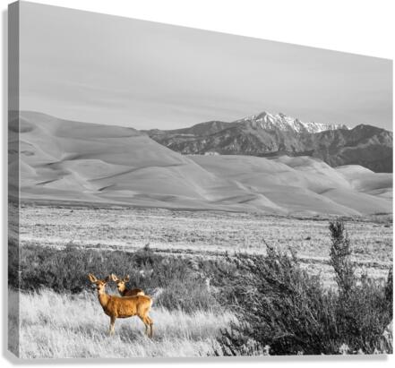 Great Colorado Sand Dunes Deer  Impression sur toile