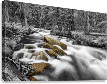 Roosevelt National Forest Stream BW Selective  Canvas Print