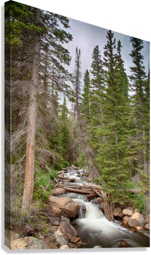 Colorado Rocky Mountain Flowing Stream  Canvas Print