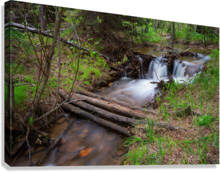 Creek Crossing Forest Woods  Canvas Print