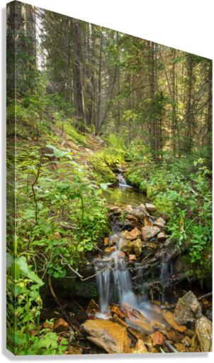 Forest Streaming  Canvas Print