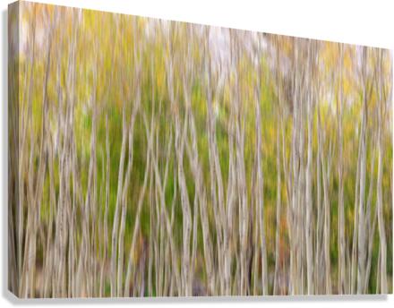 Forest Twist and Turns In Motion  Canvas Print