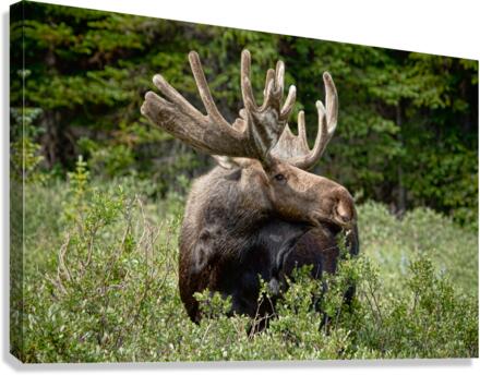 Bull Moose Wild  Impression sur toile