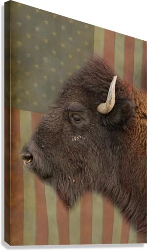 American Bison Profile  Canvas Print