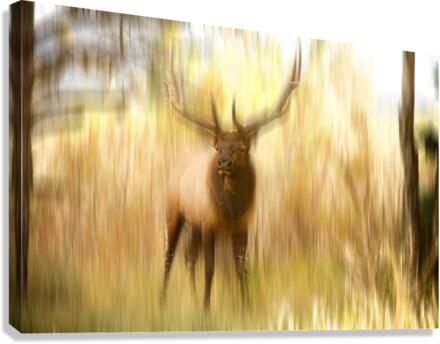 Bull Elk Forest Dreaming  Impression sur toile