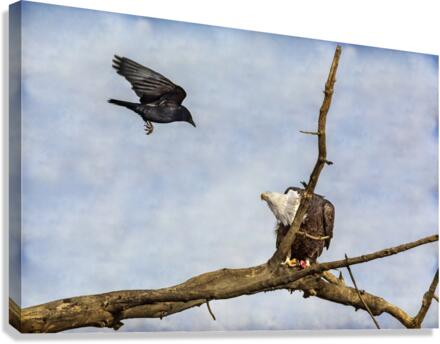 Crow Attacking Bald Eagle  Impression sur toile