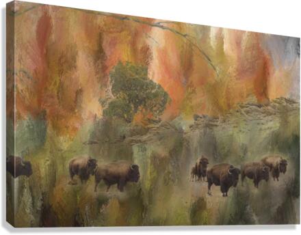 Bison Herd Watching  Impression sur toile